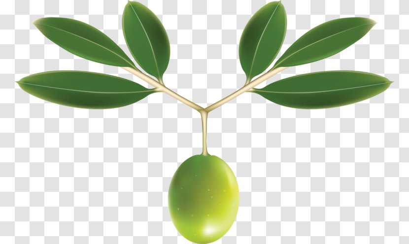 Olive Leaf Oil Clip Art - Plant - Green Olives Transparent PNG