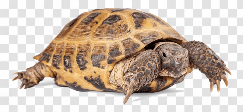 Turtle Reptile Russian Tortoise Common - Bearded Dragon Transparent PNG