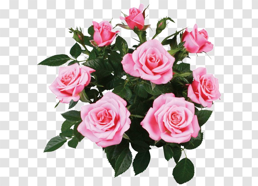 Garden Roses Cabbage Rose Floribunda Memorial Cut Flowers - Floristry - Plant Transparent PNG
