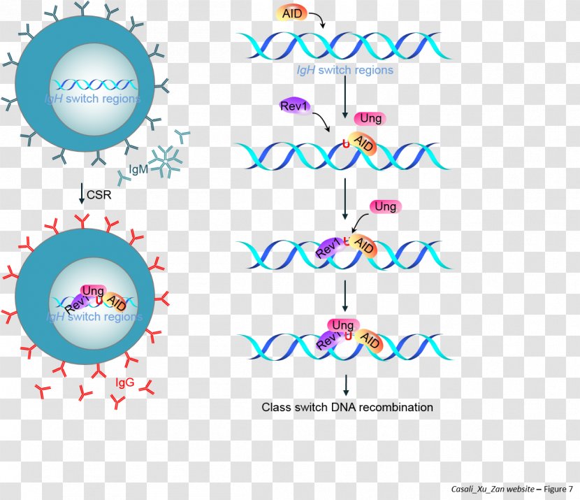 University Of Texas Health Science Center At San Antonio Epigenetics Antibody Somatic Hypermutation Lewin's GENES XI - Disease - Systemic Lupus Erythematosus Transparent PNG