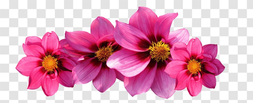 Pink Flowers Rose Dahlia - Flower Transparent PNG