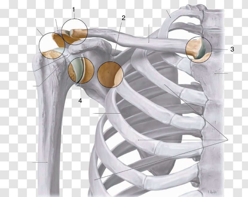 Acromioclavicular Joint Sternoclavicular Shoulder Anatomy - Ligament - Acromion Transparent PNG