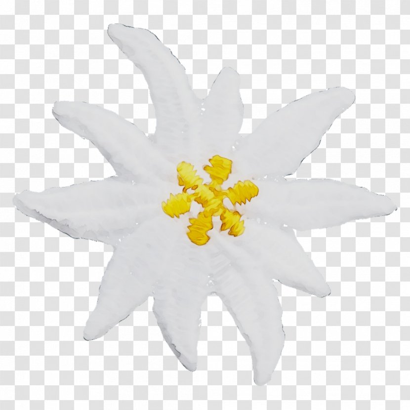 Cut Flowers Flowering Plant Plants - Edelweiss - Flower Transparent PNG