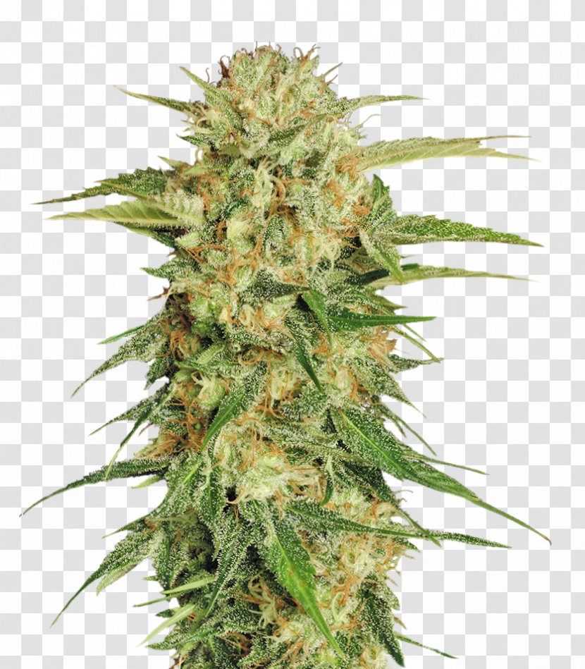 Marijuana Cannabis Sativa Seed - Single Convention On Narcotic Drugs Transparent PNG