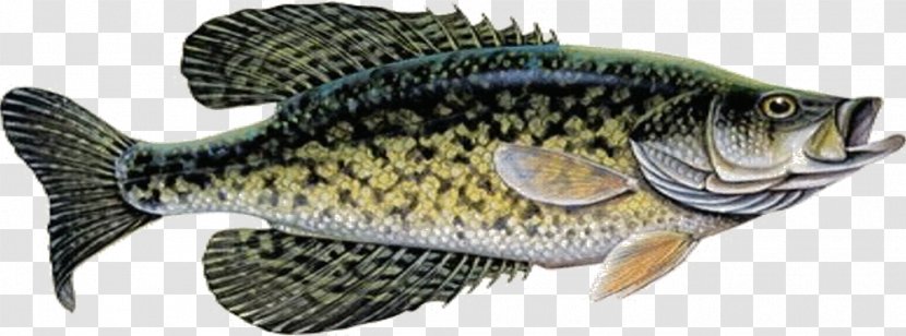 Fishing Ledgers Rods Northern Pike - Crappie Boats Transparent PNG