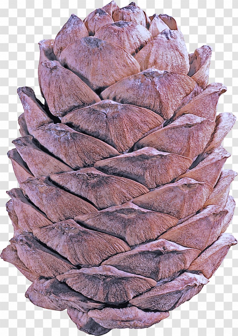Red Pine Sugar Plant Conifer Cone Tree - Flower Natural Material Transparent PNG