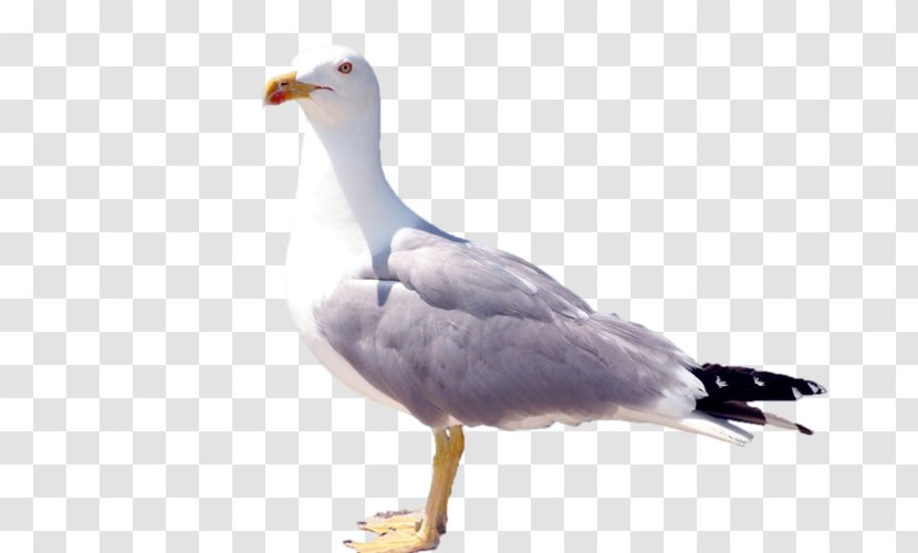 European Herring Gull Gulls Advertising Fauna - Neck Transparent PNG