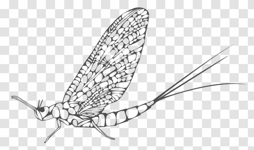 Insect Image Mayfly Butterfly Ephemera - Membrane Winged Transparent PNG