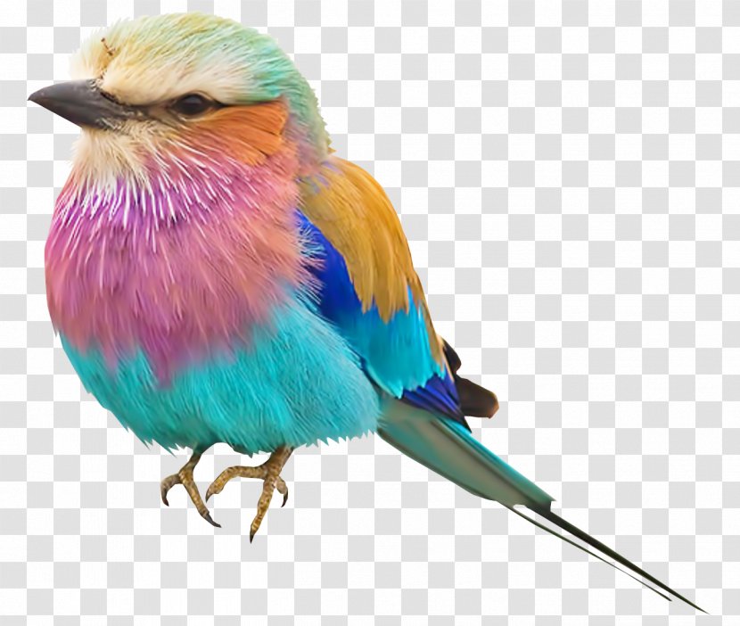 Bird Lilac-breasted Roller Color Pink Robin Clip Art - Coraciiformes Transparent PNG