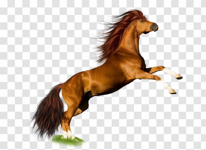 Horse Mare Pony - Tack Transparent PNG