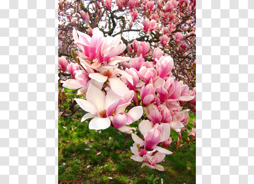 Chinese Magnolia Liliiflora Tulip Tree Denudata Flower - Seed Plant - A Transparent PNG