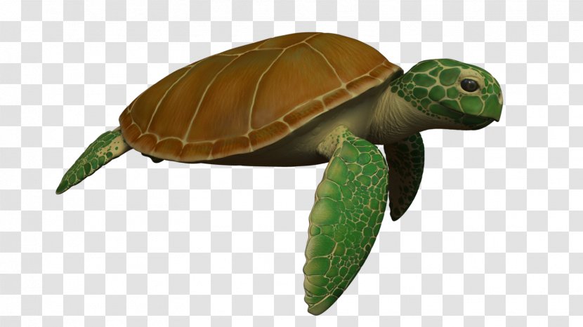 Sea Turtle Reptile Animation - Animal Transparent PNG