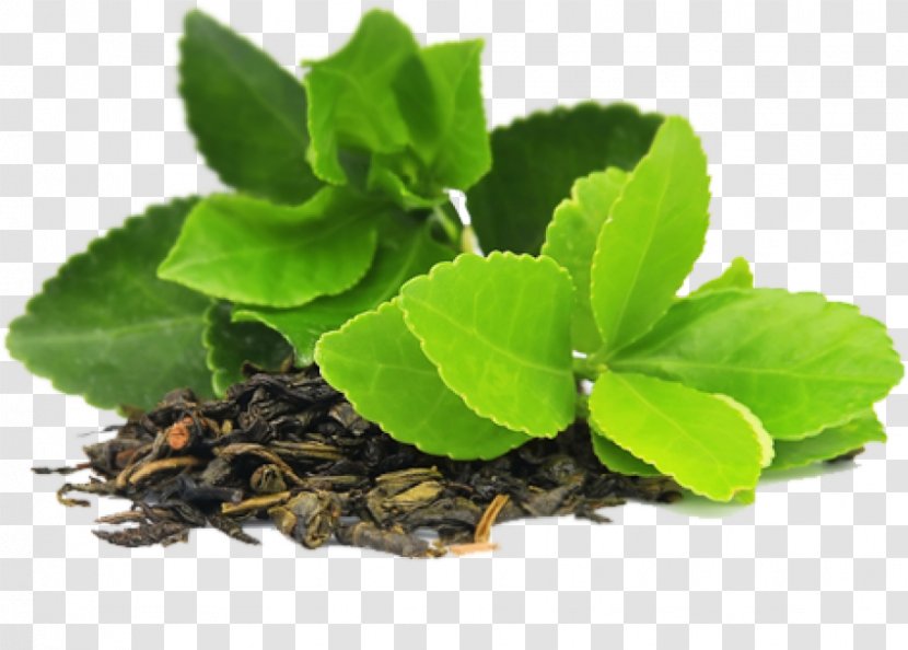 Green Tea Herbal Bag Transparent PNG