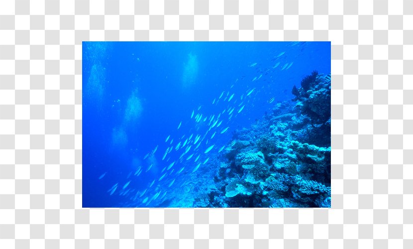 Aquarium Lighting Coral Reef Water Filter Transparent PNG