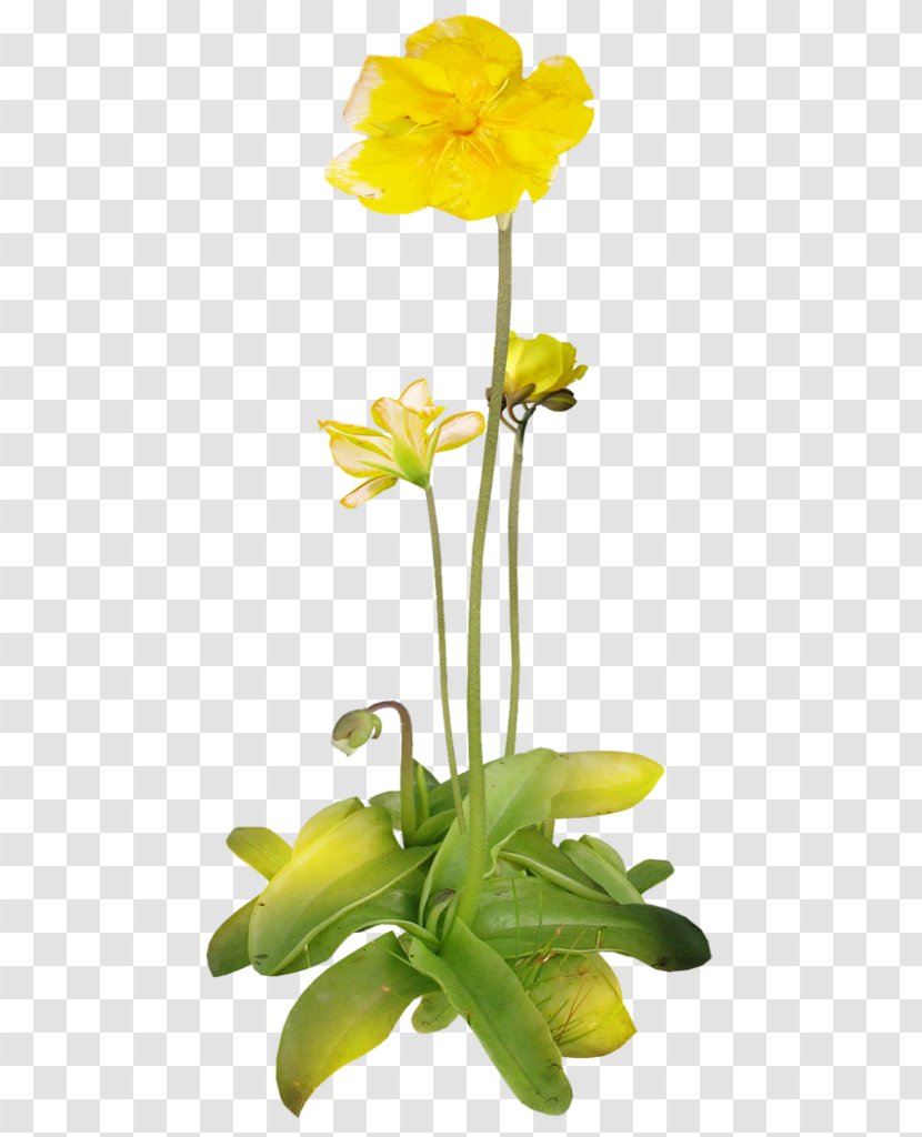 Cut Flowers Floral Design Tulip Painting - Flower Transparent PNG