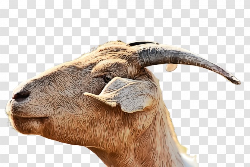 Horn Goats Goat Snout Terrestrial Animal - Wildlife - Cowgoat Family Transparent PNG