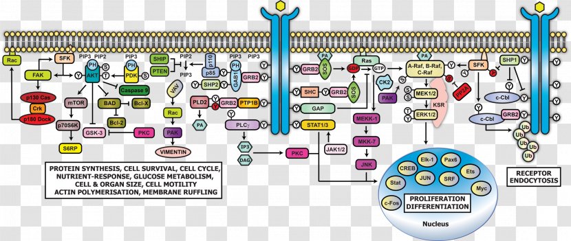 Epidermal Growth Factor Receptor Cell Signaling Signal Transduction GRB2 PI3K/AKT/mTOR Pathway - Illustration Flowers Transparent PNG