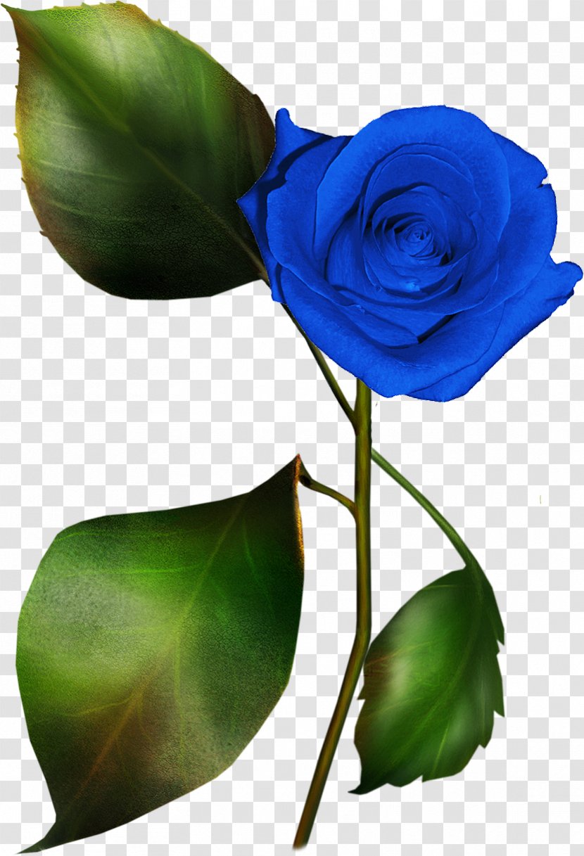 Blue Rose Garden Roses Clip Art - Cut Flowers Transparent PNG