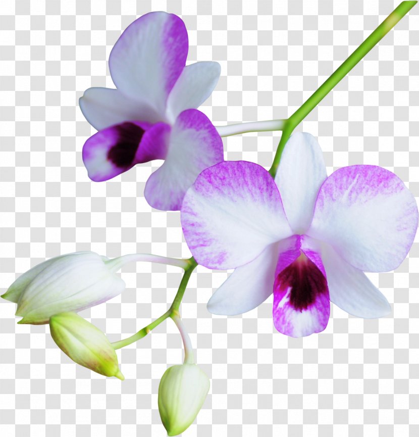 Flower Orchids - Plant - BLOSSOM Transparent PNG