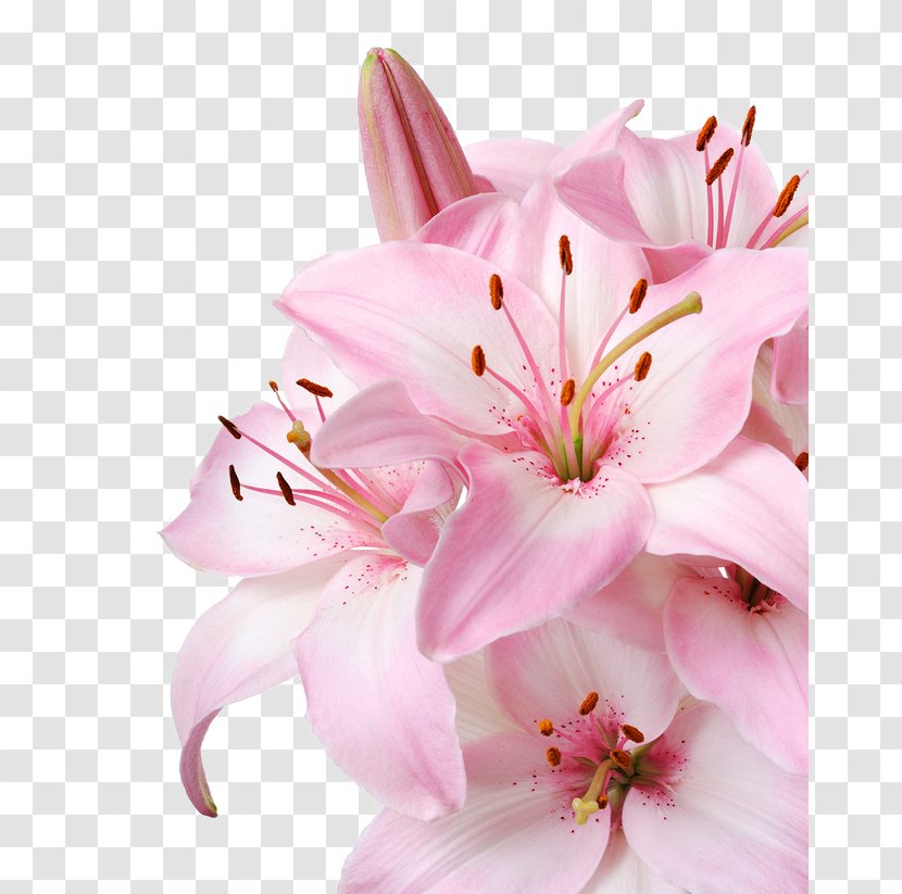 Lilium Candidum Flower Pink Stock Photography Wallpaper - Color - Lily Transparent PNG