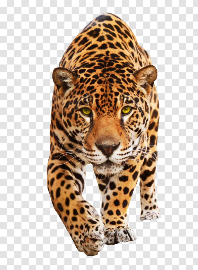 Jaguar Leopard Cat Animal Mural - Cheetah Transparent PNG