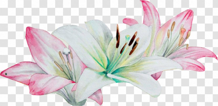 Watercolor Painting Lilium Flower - Plant Transparent PNG