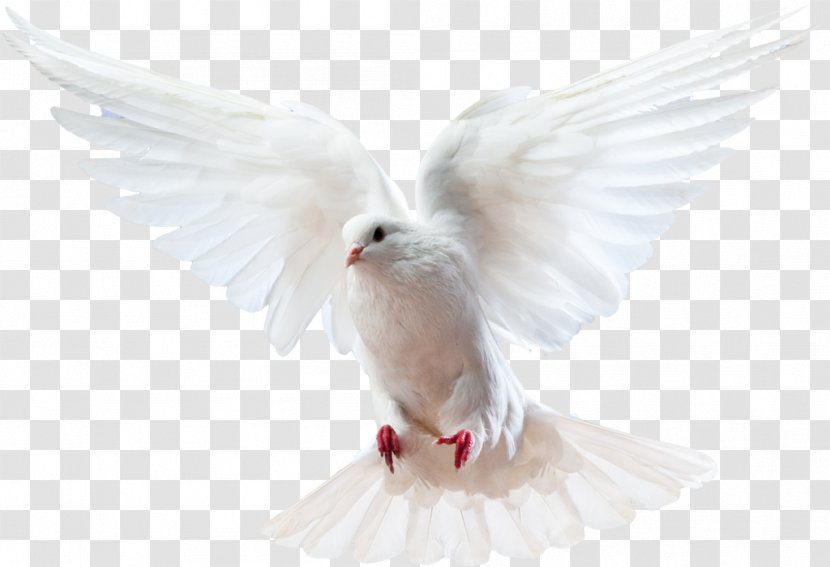Columbidae Bird Doves As Symbols Domestic Pigeon - Idea - White Dove Transparent PNG