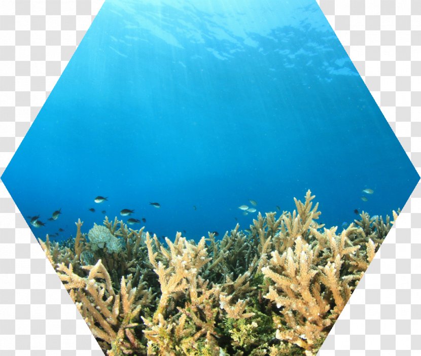 Coral Reef Fish Water Ecosystem - Vegan Nutrition Transparent PNG