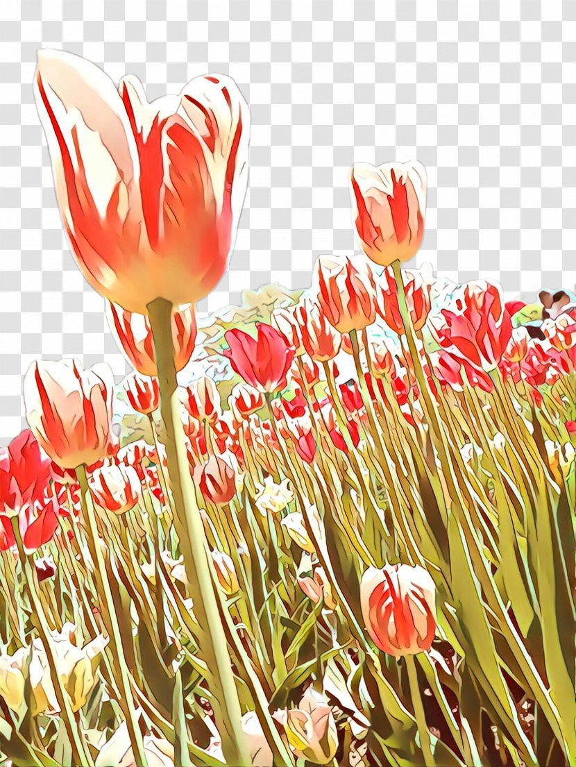 Tulip Flower - Flowering Plant - Grass Botany Transparent PNG