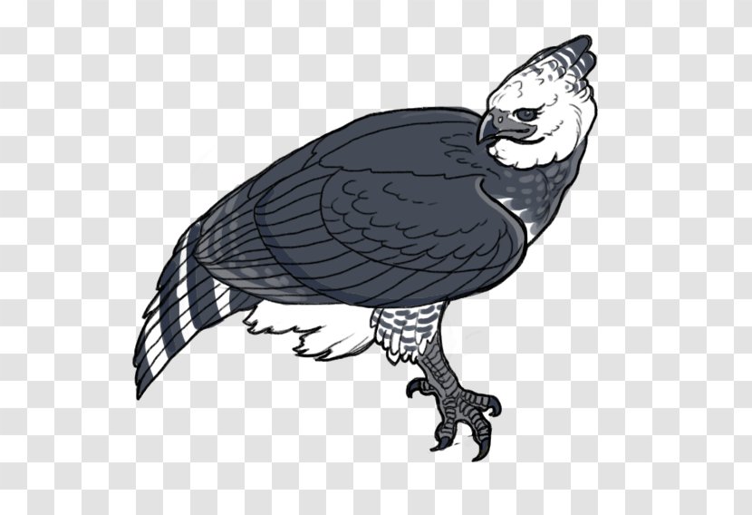 Vulture Harpy Eagle Transparent PNG