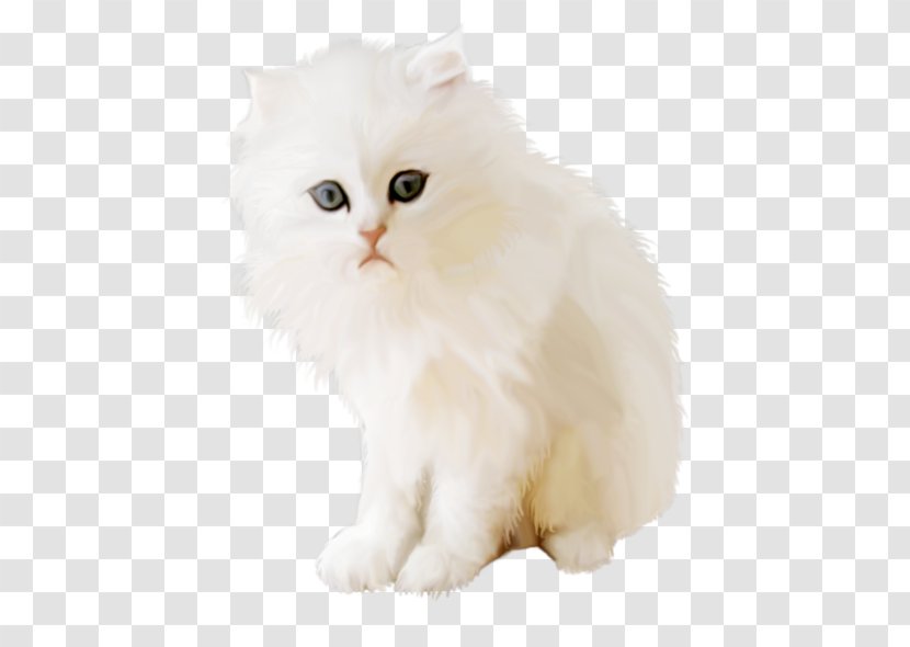 Persian Cat British Semi-longhair Asian Napoleon Kitten - Shorthair Transparent PNG