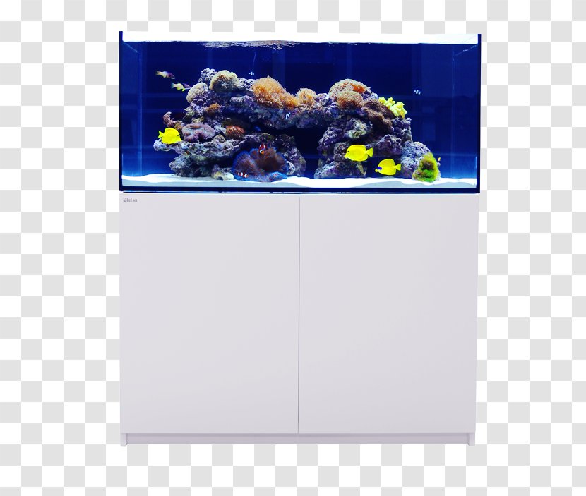 Reef Aquarium Aquariums Sump Lighting - Fish Tank Transparent PNG