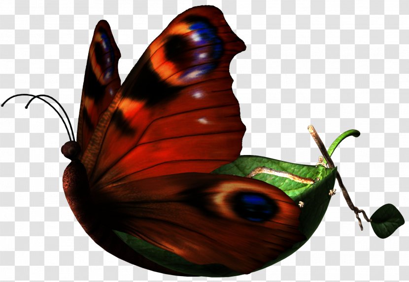 Butterfly Insect Pollinator Clip Art - Arthropod - Butterflies Transparent PNG