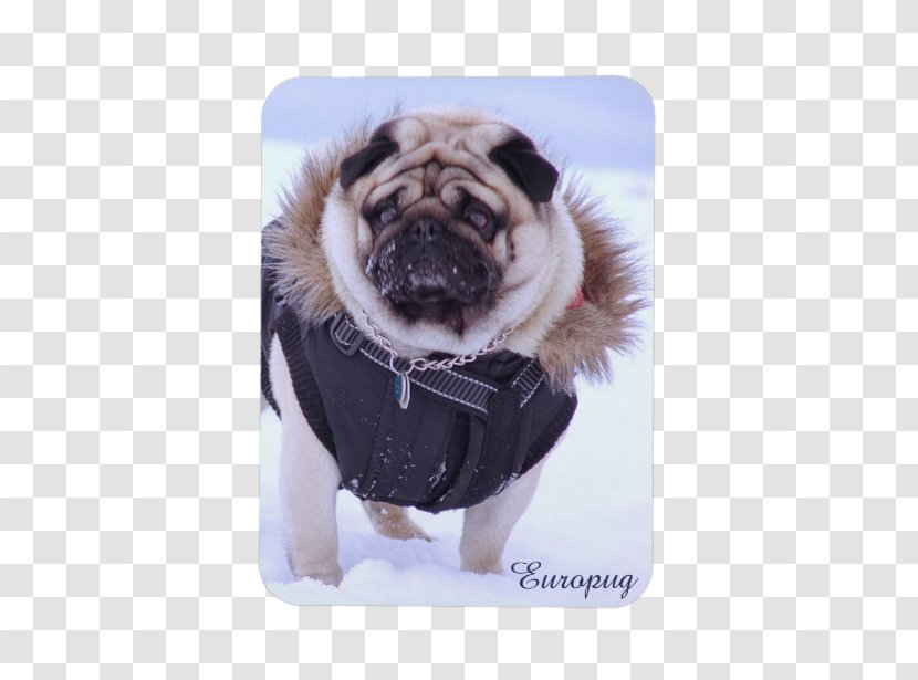 Pug IPhone 5 Puppy 6 Dog Breed - Iphone Transparent PNG