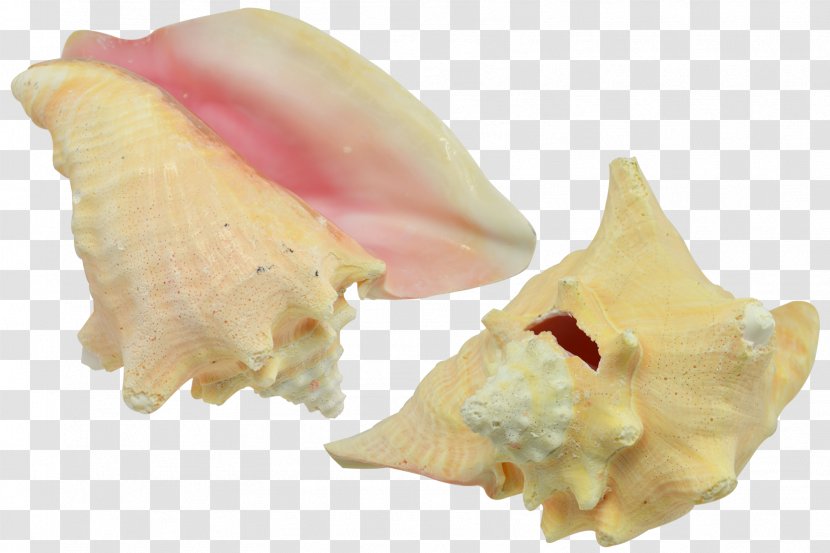 Seashell Shankha Conch Oyster Mussel - Musical Instruments Transparent PNG