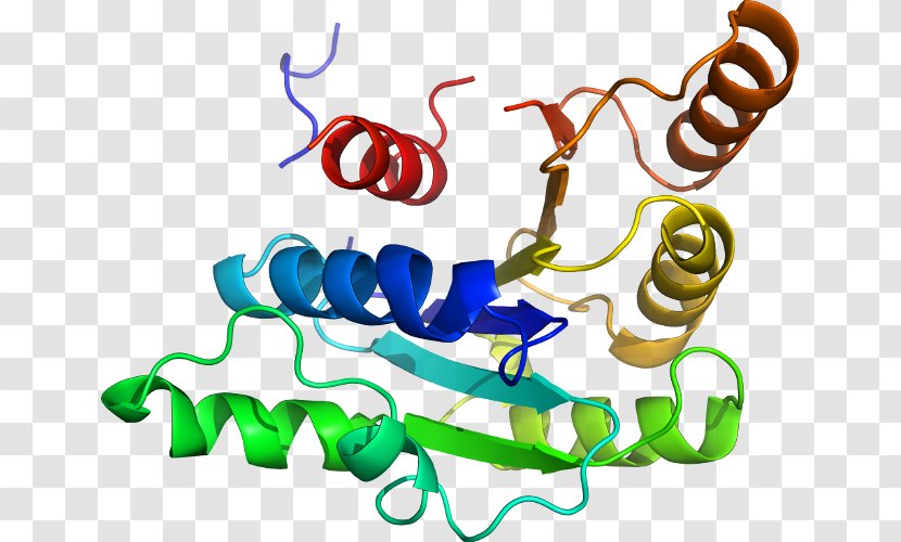 Clip Art Product Organism Line Special Olympics Area M - Artwork - Glucose6phosphate Dehydrogenase Deficiency Transparent PNG