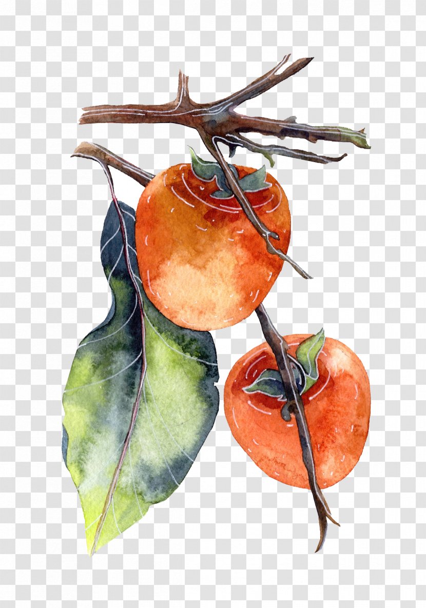 Persimmon Watercolor Painting Poster Illustration - Still Life Photography - Hanging In The Branches Of A Transparent PNG