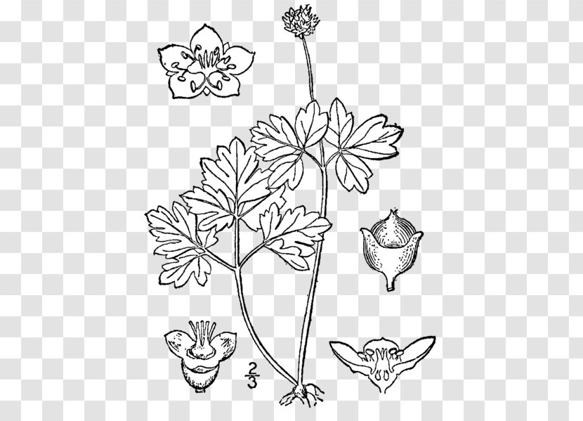 Floral Design Sinadoxa Corydalifolia Viburnum Elderberry Moschatel - Symmetry - Plant Transparent PNG
