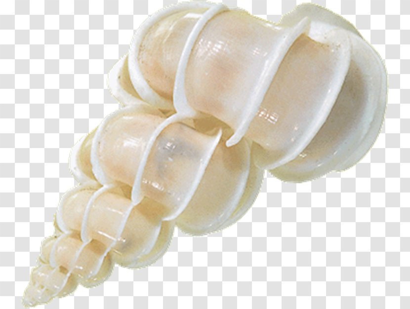 Seashell Conch Sea Glass Lambis - Shell Transparent PNG