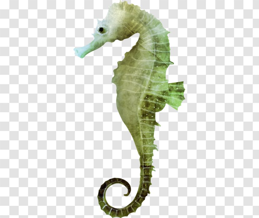 Seahorse Download Clip Art - Pretty Good Privacy - Sea Life Background Transparent PNG