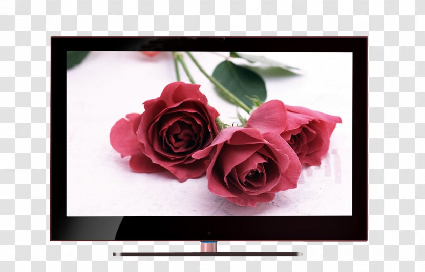 Blue Rose Flower Purple Wallpaper - Garden Roses - 4-core CPU 4K LCD TV Personas Transparent PNG