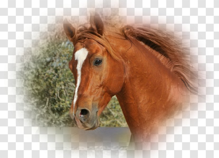 Mane Mustang Stallion Halter Bridle - Horse Supplies Transparent PNG