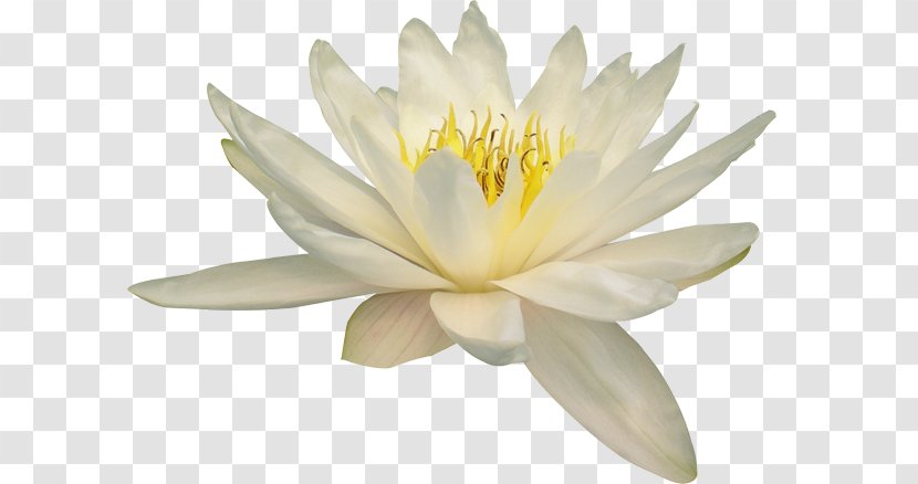 Nelumbo Nucifera Water Lily Flower - Plant Transparent PNG