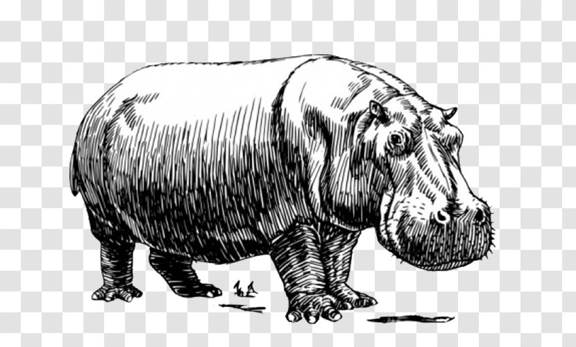 Hippopotamus Baby Hippos Clip Art - Pixabay - Hippo Stick Figure Sketch Transparent PNG