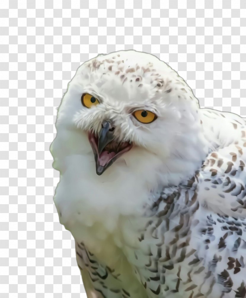 Bird Owl Snowy Of Prey Beak - Falconiformes Wildlife Transparent PNG