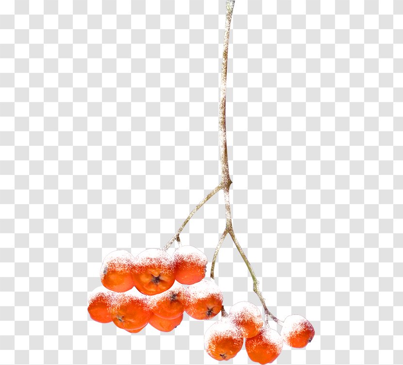 Orange Auglis Fruit - Sa - Winter Branch Decorative Material Transparent PNG
