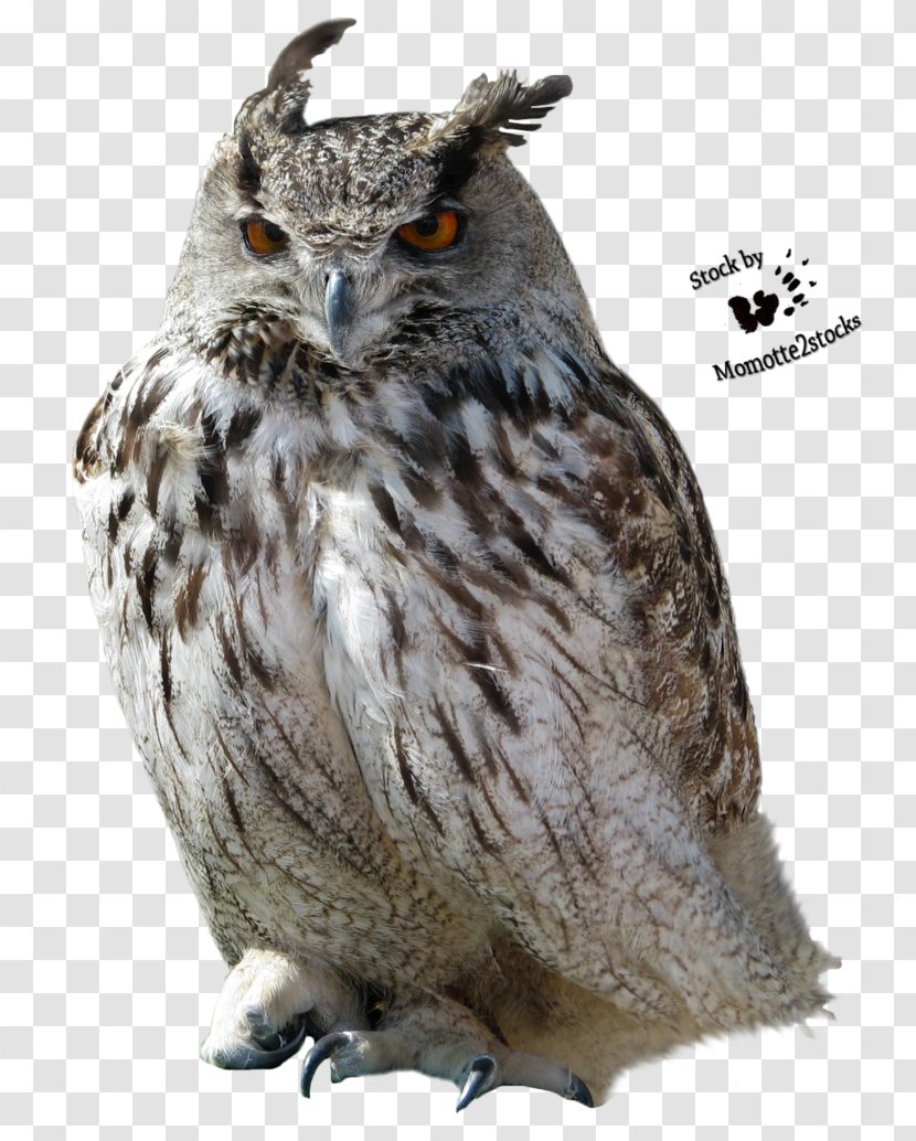 Owl Clip Art - Fauna - Transparent Transparent PNG