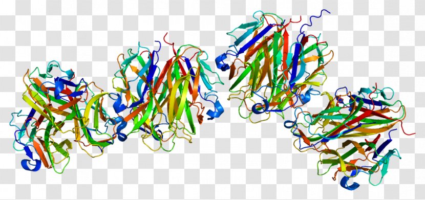 Ectodysplasin A Receptor Transmembrane Protein Tumor Necrosis Factor Superfamily - Frame - Heart Transparent PNG