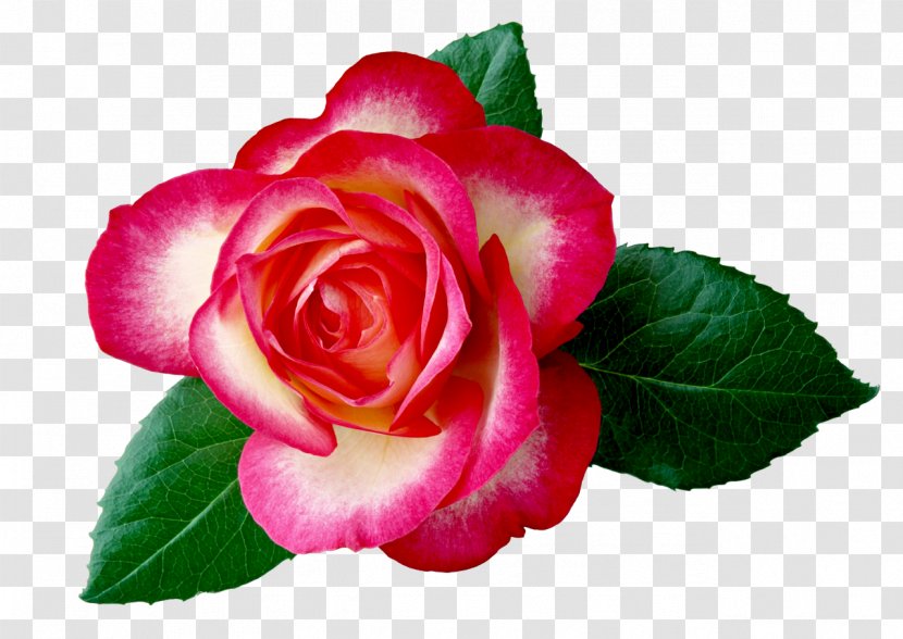 Hybrid Tea Rose Flower Desktop Wallpaper Clip Art - Rosa Centifolia - Camomile Transparent PNG