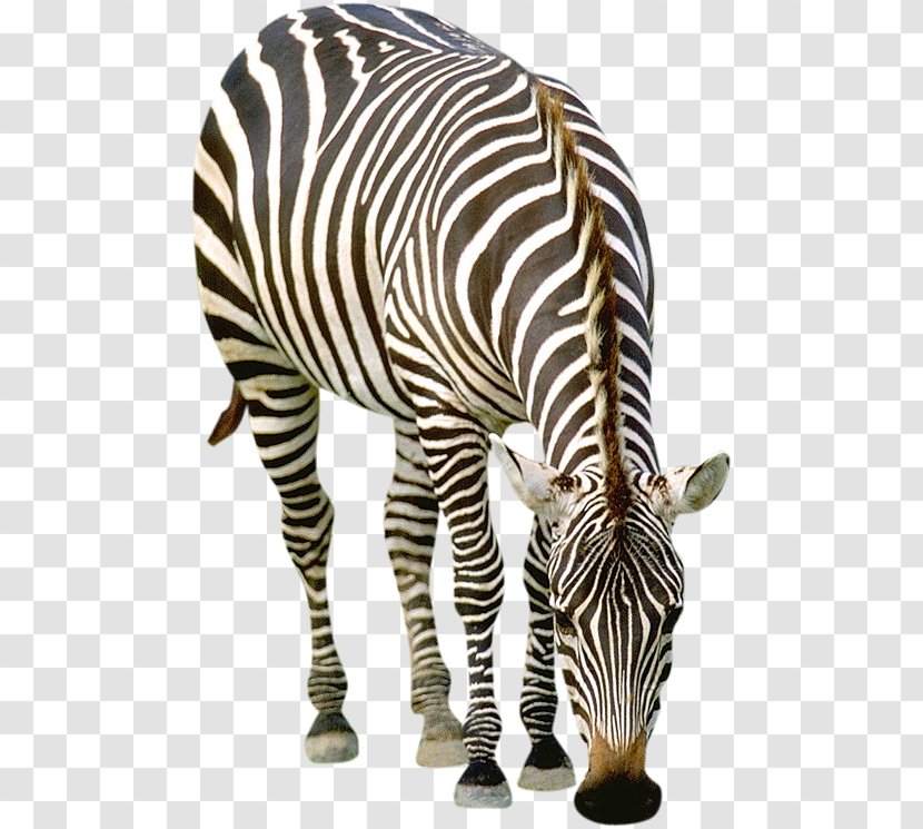 Quagga Zebra Striped Animals Horse Transparent PNG